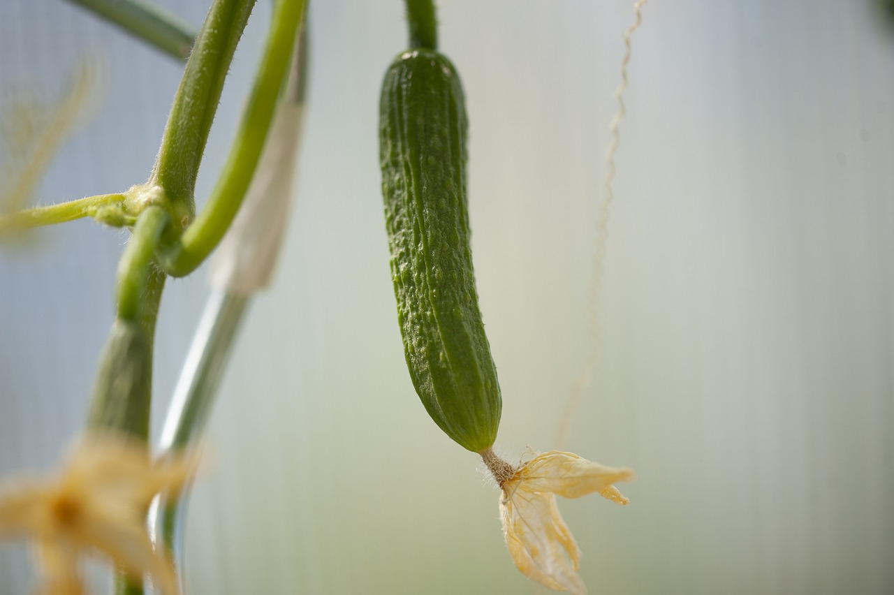 DIY Backyard Greenhouses - A Beginner’s Guide